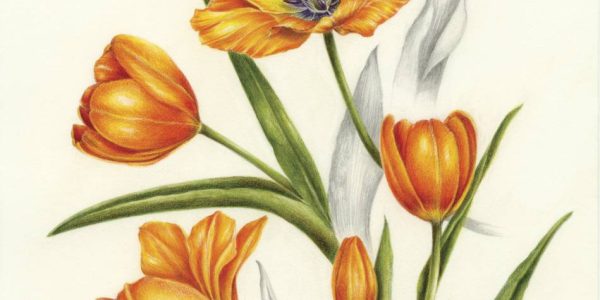 Tulipa sp. CAZ3 sw.pg